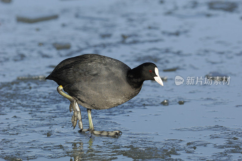 成本(Fulica atra)